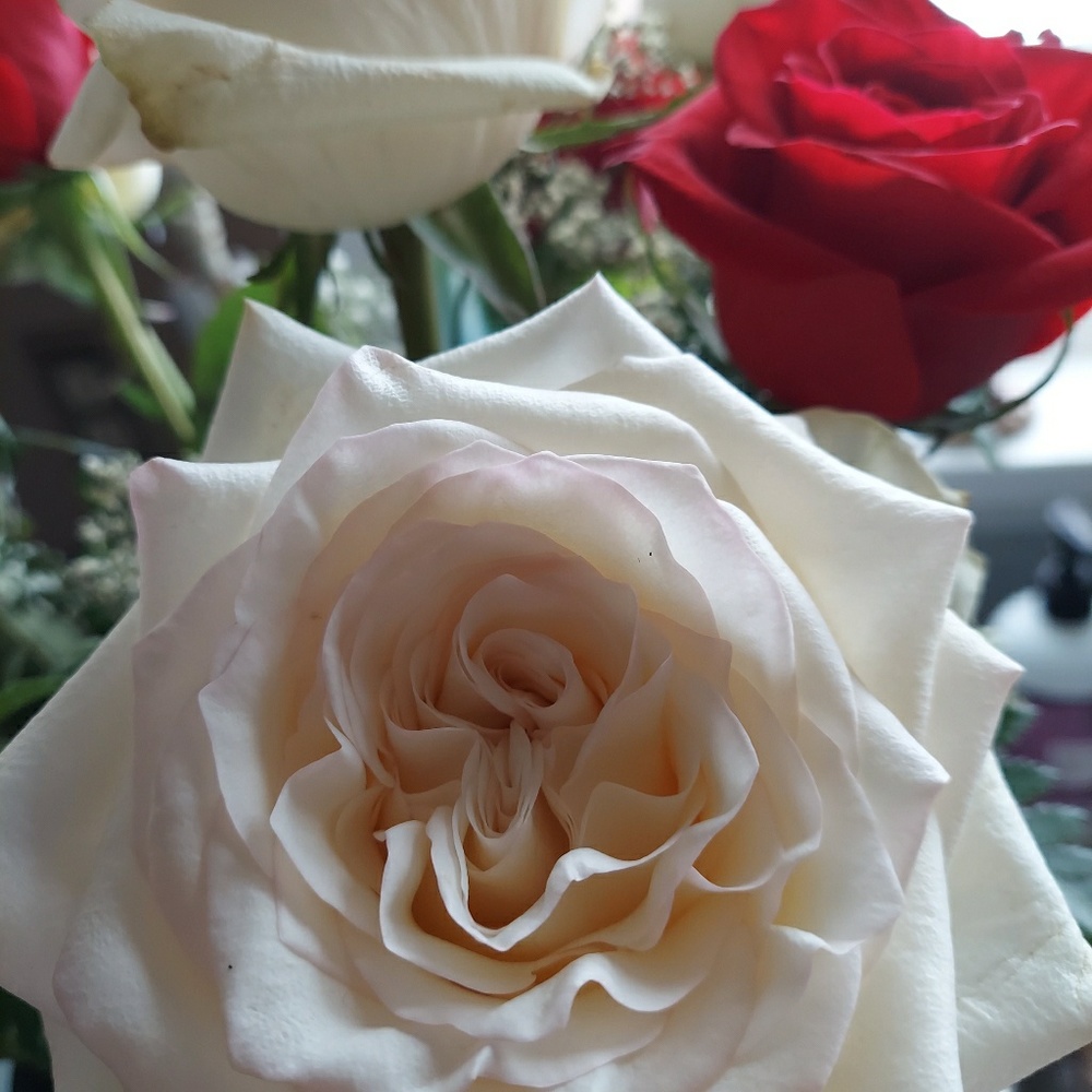 Meet your Posher, Susan